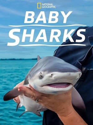 Cá Mập Con Baby Sharks