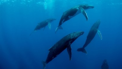 Cá Voi Lưng Gù Humpback Whales