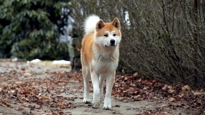 Hachiko Chú Chó Trung Thành - Hachi: A Dog's Tale