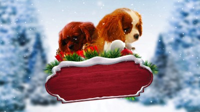 Quà Giáng Sinh Bất Ngờ - Project: Puppies for Christmas
