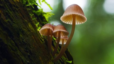 Sự Kỳ Diệu Của Nấm Fantastic Fungi